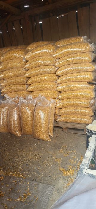 Vand porumb boabe 2025