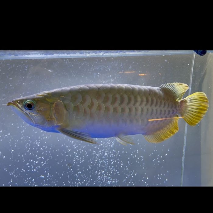 Продам рыбу Аравана