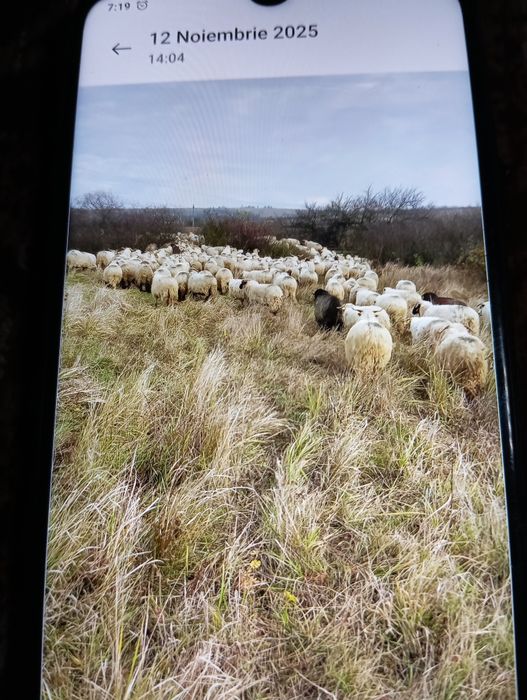 Vând oi țurcane Reforme