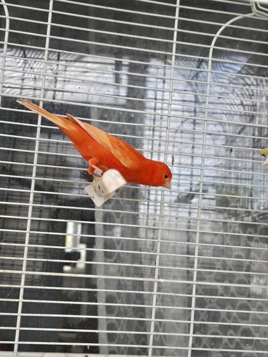 Canari 2025 puiet cântăreți