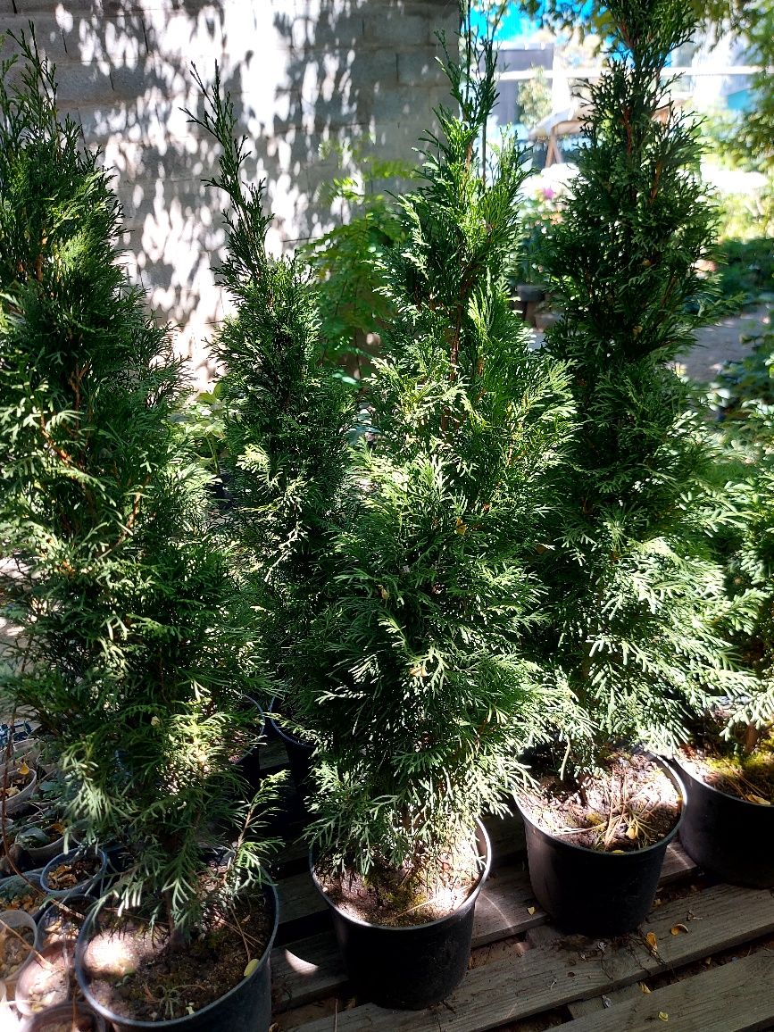 Продам Хосты, Гейхеры, Глицинию, Туи