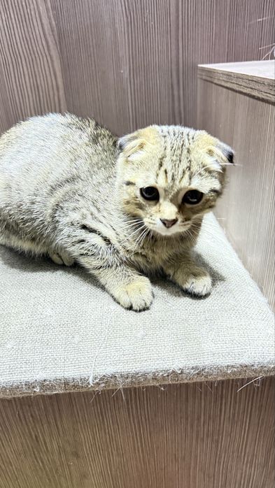 Вислоухий котёнок