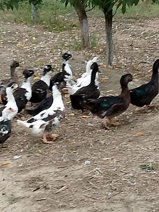 Rațe polare Rouen leșești și moțate pechin