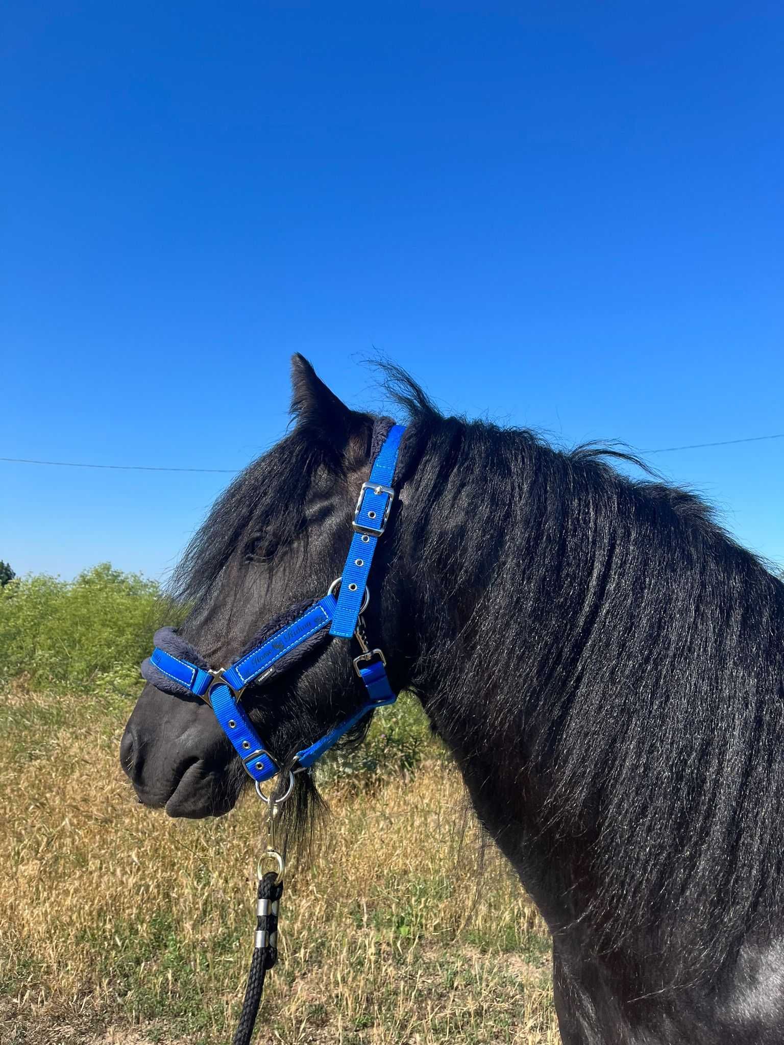 De vanzare armasar Irish Cob