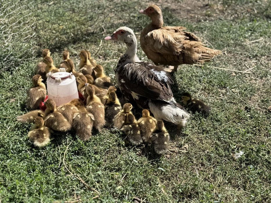 Продам индауток с утятами