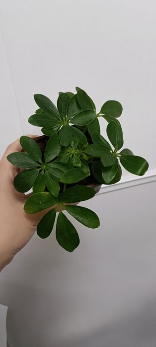 Шефлера:2500 тенге