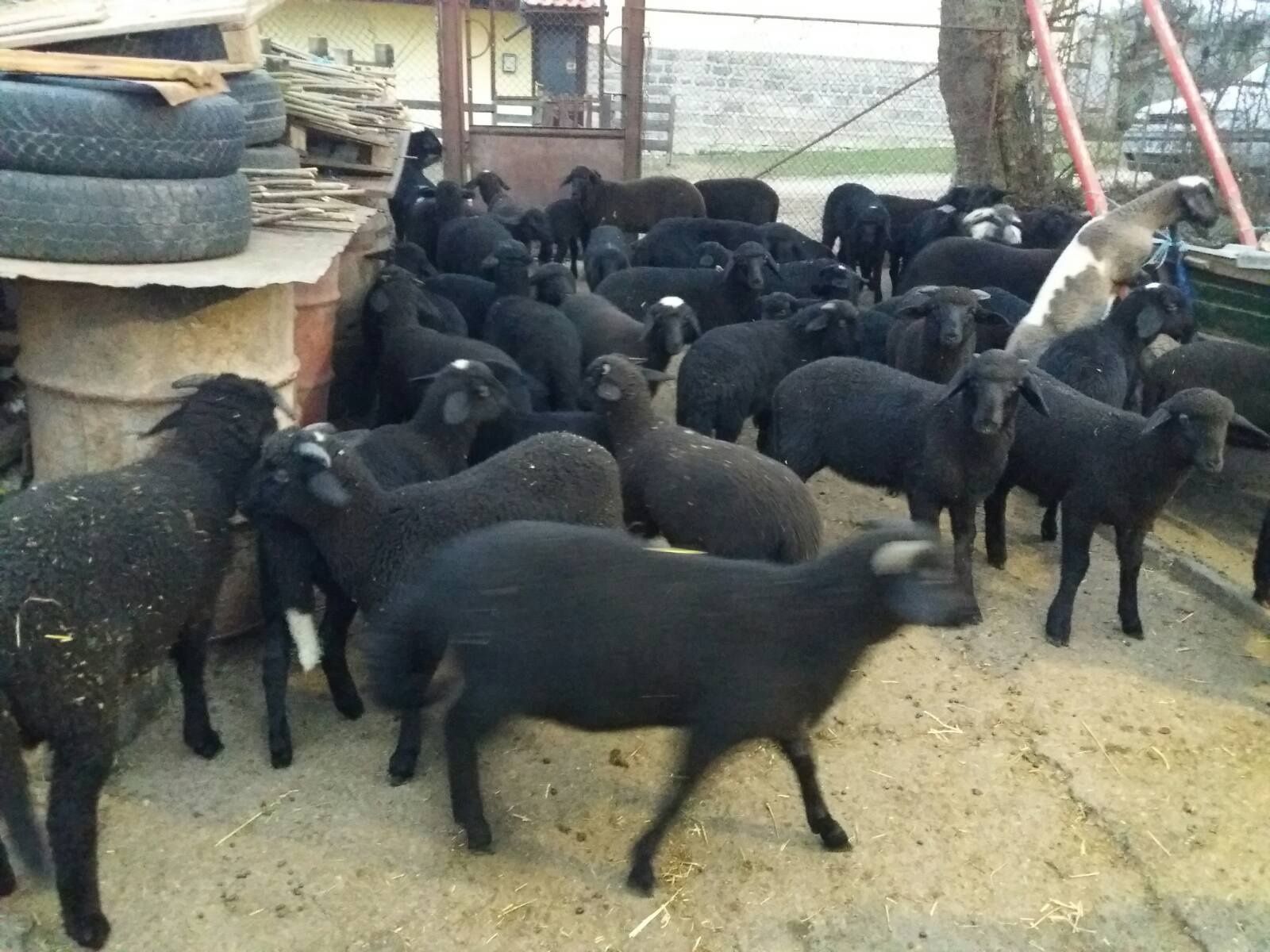 Продавам агнета...