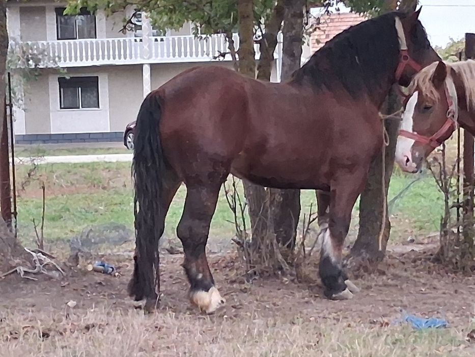 Vând armasar 4 ani 800kg
