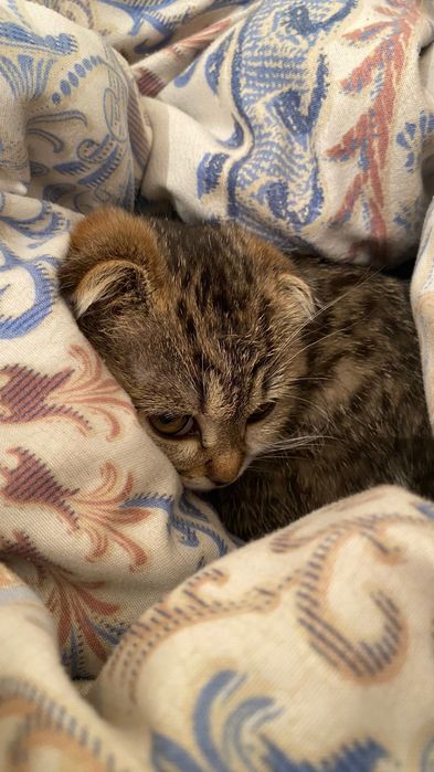 Кошка продается 2 месяца