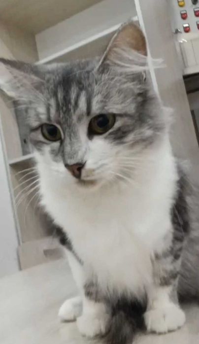 Удивительно добрая девочка ищет дом