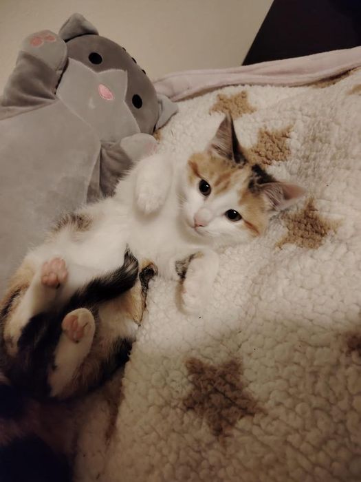 Spre adopție 2 pisicuțe surioare, zona Deva