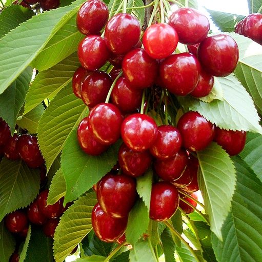 Pomi fructiferi : Cireș soiul George