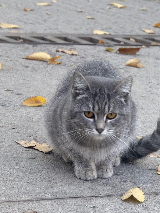 Отдаем котенка в добрые руки