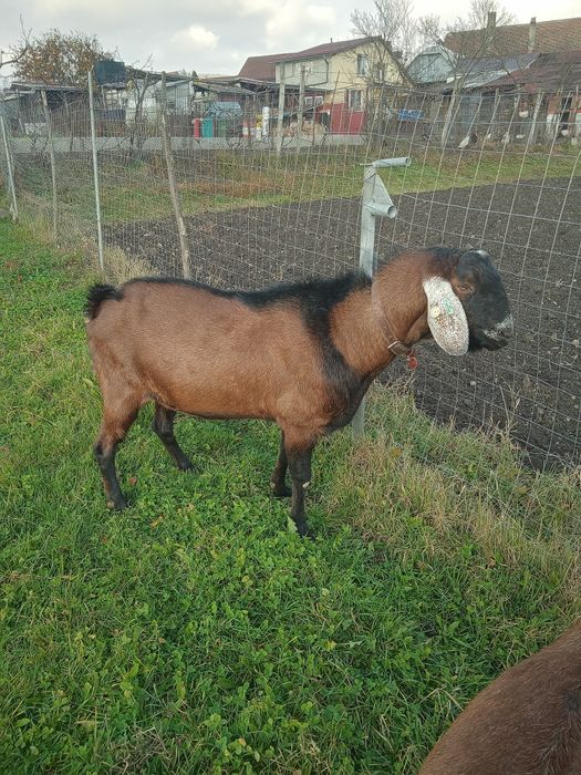 Vând țap Anglo Nubian cu Pedigree