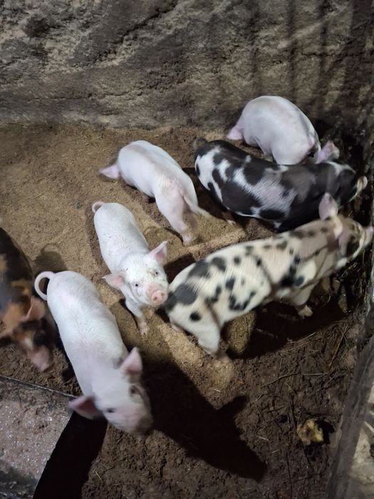Продам поросят 1,5 месяца