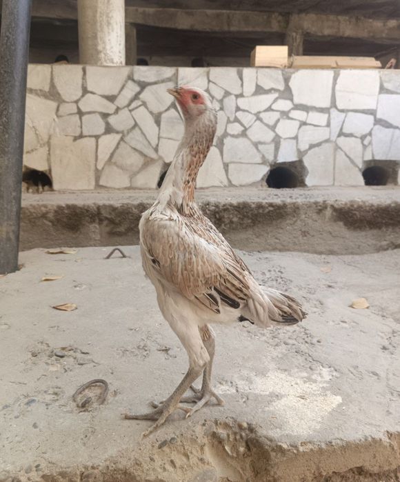 Kulangi tavuqcha sotiladi 3 oylik