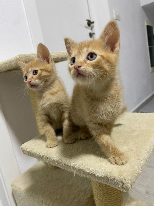 Pisicuțe Adoptie