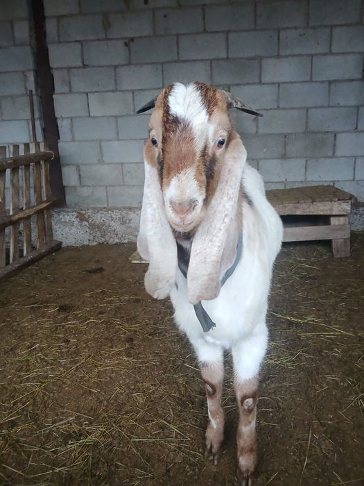 Теке коза ешки лак