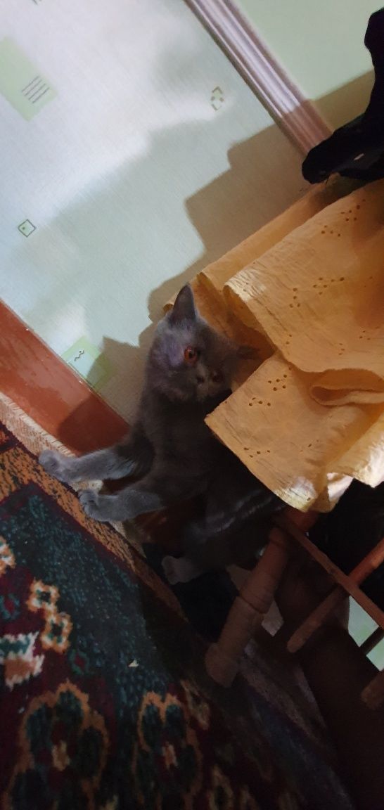 Mushuk sotiladi zottor ayol mushuk
