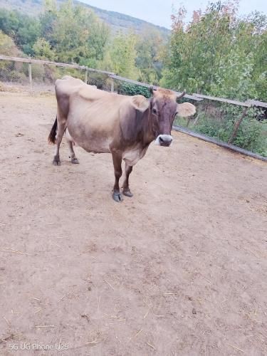 Продавам Крава джарсей