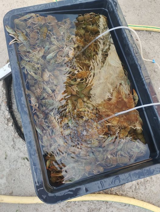 Продавам живи езерни рац6 раци