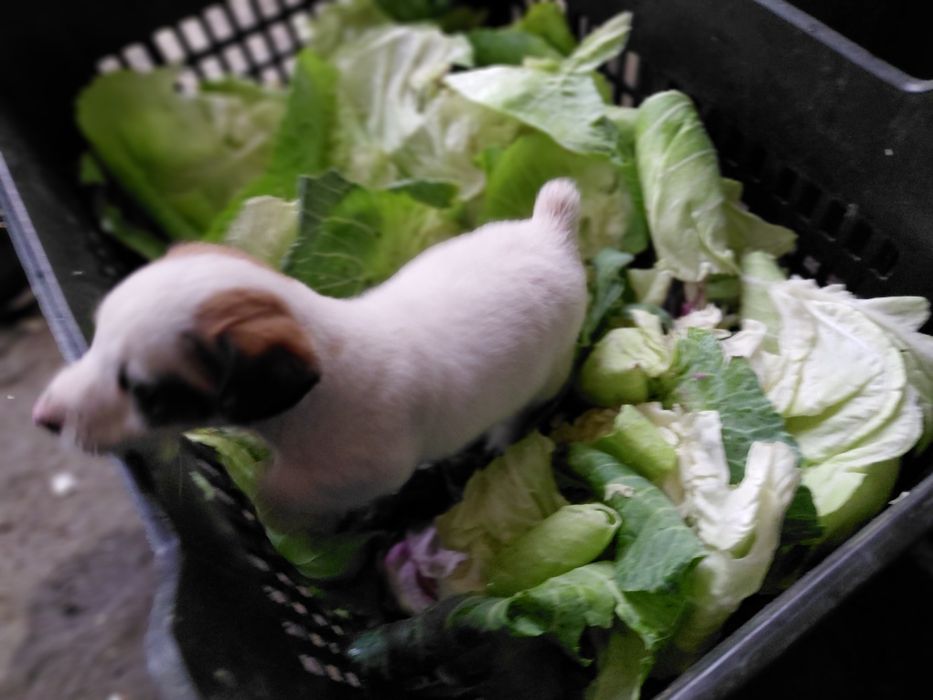 Джак Ръсел териер