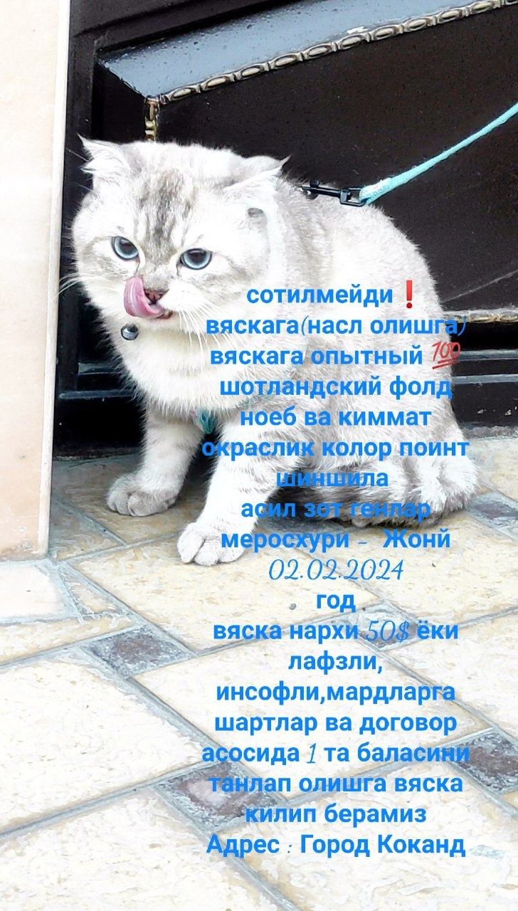 Mushuklar sotiladi