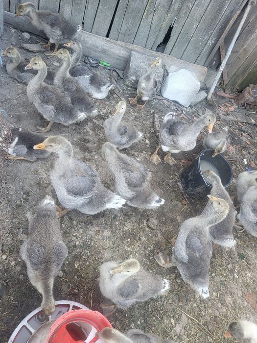 Vând gaste tinere de taiat sau de tinut