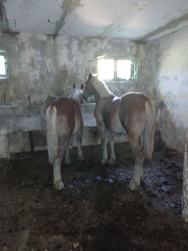 Vand 3 manzi cumințit