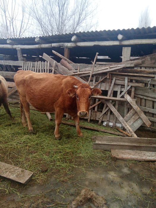 Буаз сиыр сатам Бағасы 600000