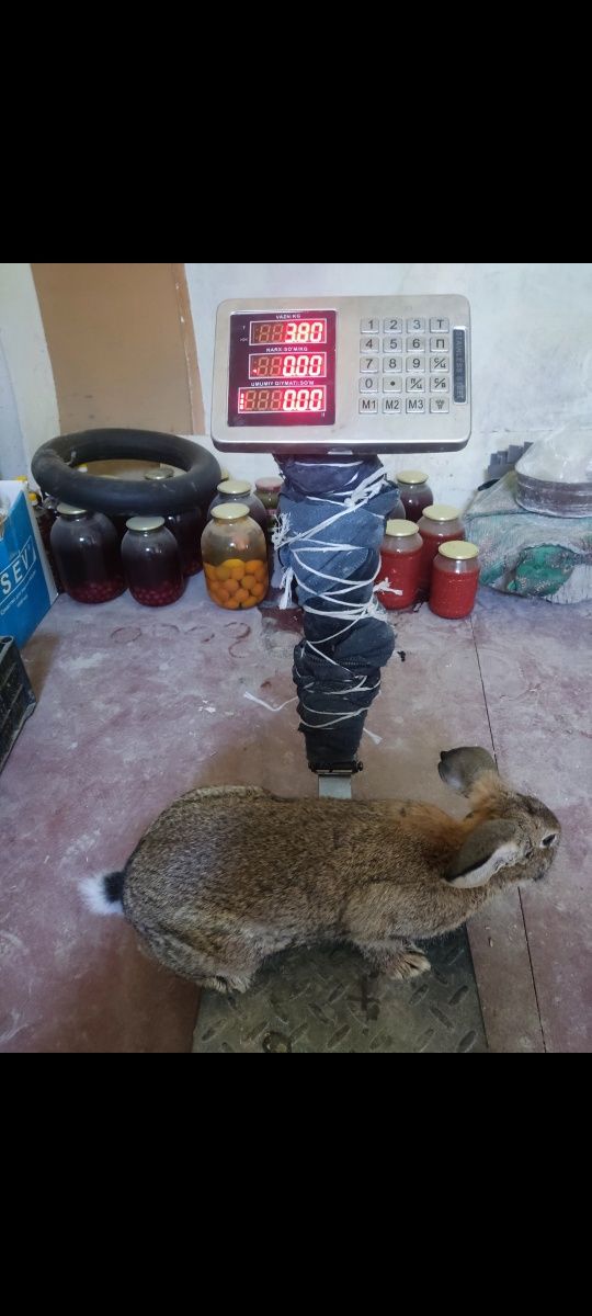 Flandr zotdor quyonlari sotiladi