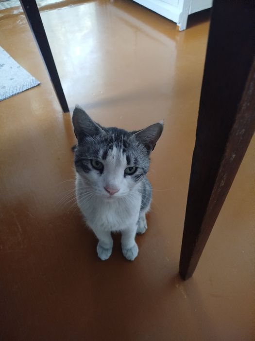 Животные умные и ласковые.