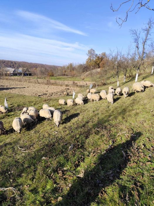 Vând 31 bucati oi 800 Ron bucata