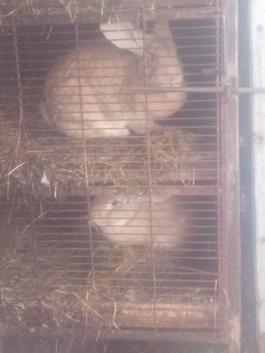 Vând iepuroaica și iepuroi