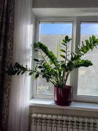 Замиокулькас комнатное растение