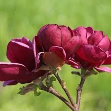 Magnolia Blak Tulip