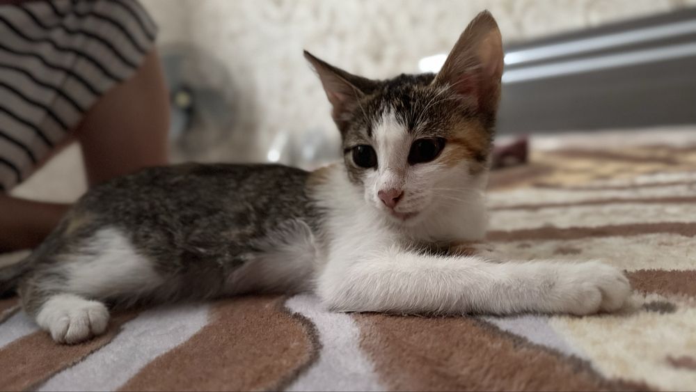 Котенок девочка 2 месяца