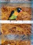 Papagali nimfe perusi agarponis gaini cochinchina pitic si australorp
