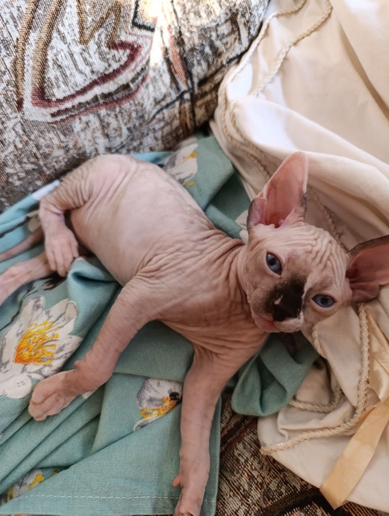 Котята породы Сфинкс