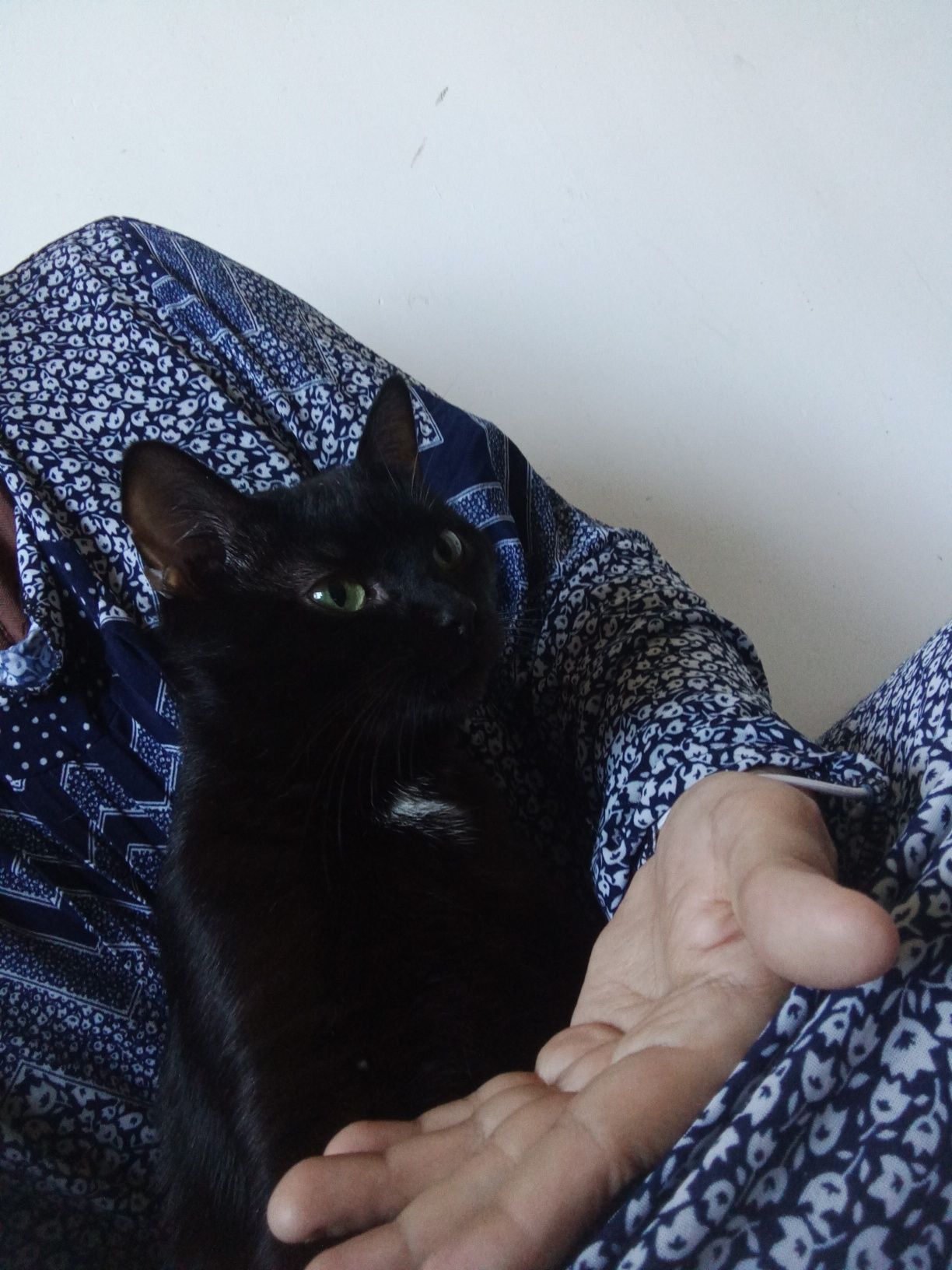 Котик потеряшка ищет своих хозяев