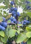 Prune de tuica si dulceață
