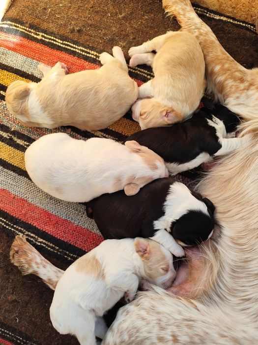 Продавам малки кученца еспаньол бретон шпаньол