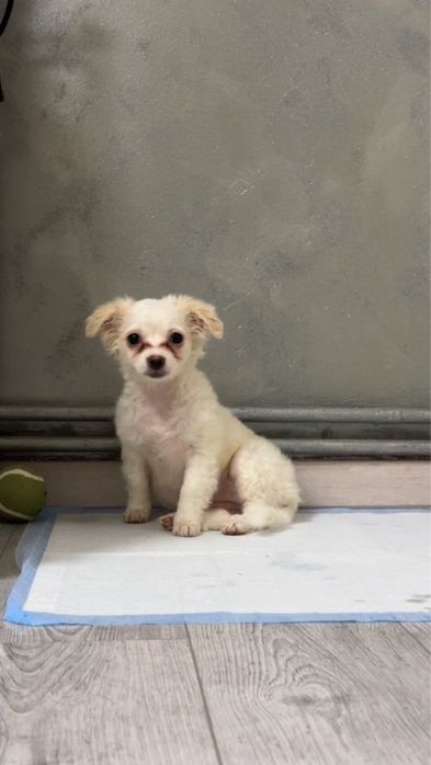 fetita bichon cauta o casuta