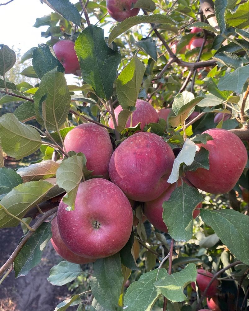 Саженцы яблони полукарликовые на подвое ММ-106