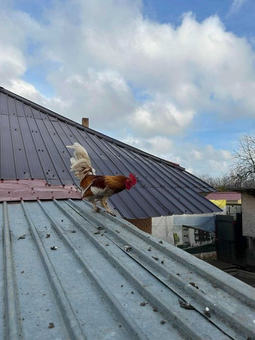 Cocosi de vanzare (matase japoneza cochinchina pitic si  brahma )