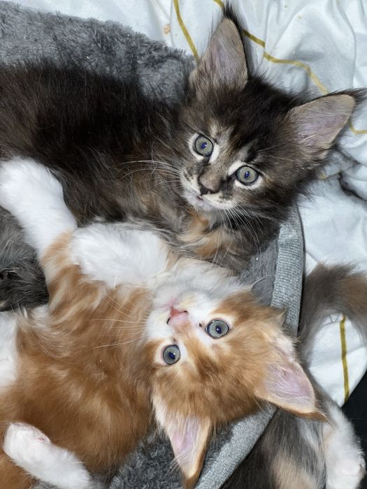 Мейн кун котята продажа