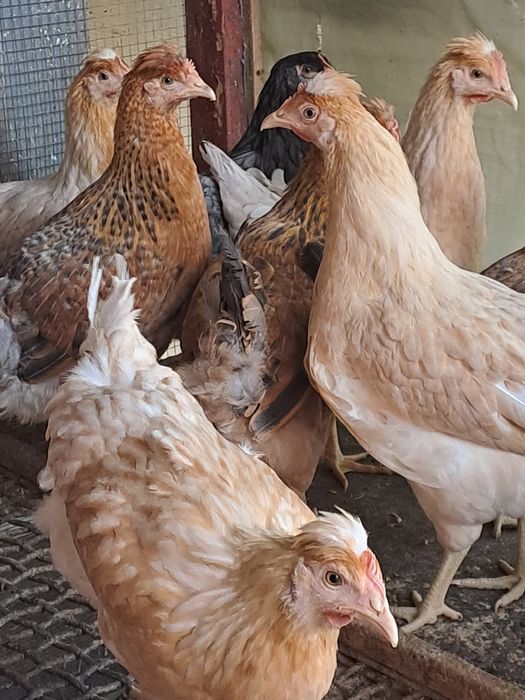 Puicute de casa de vanzare