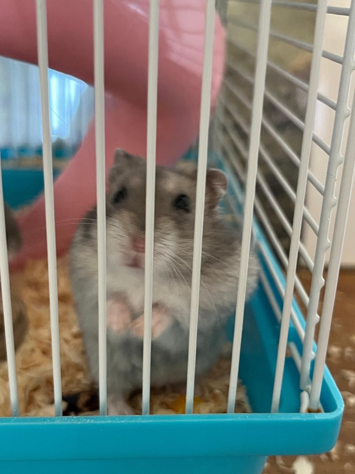 hamster cu cușca lui