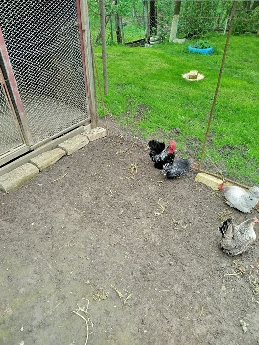 Cocoș și găinușă Chabo