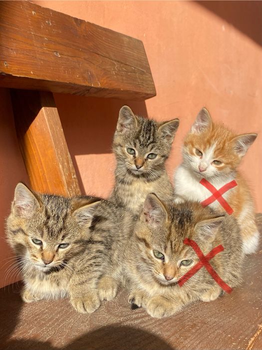 Donez pui de pisică